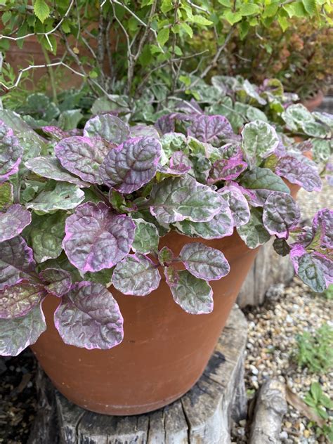 ajucax|Ajuga reptans ‘Burgundy Glow’